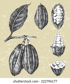 hand drawn cocoa beans set in vintage style
