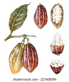 hand drawn cocoa beans set in color