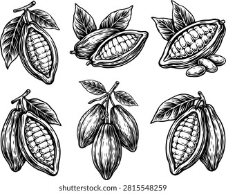 Hand drawn cocoa beans set. Organic cacao pods illustration for food packaging design.
