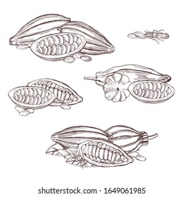 Hand drawn cocoa beans.  Vector sketch illustration