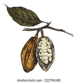 hand drawn cocoa beans in vintage style