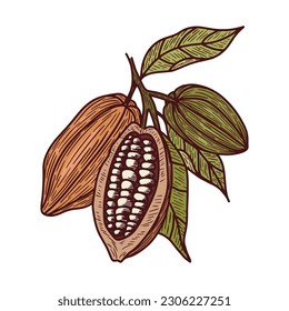 Hand Drawn Cocoa Beans In Vintage Style 