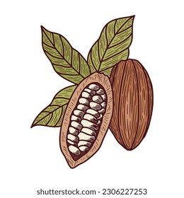 Hand Drawn Cocoa Beans In Vintage Style 