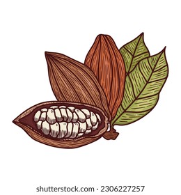Hand Drawn Cocoa Beans In Vintage Style 