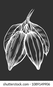 Hand drawn Cocoa illustration, in old style engraving, ink, line art, vector. Isolated on black