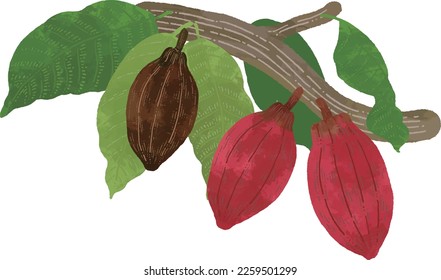 Hand drawn cocoa isolated on white background. Vector illustration in retro style.
