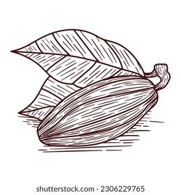 Hand Drawn Cocoa Leaves and Fruits of Cocoa Beans Outlines