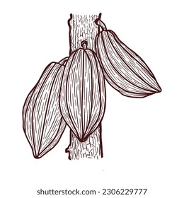 Hand Drawn Cocoa Leaves and Fruits of Cocoa Beans Outlines