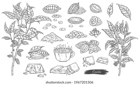 Hand drawn cocoa plant parts and products made of cocoa beans in vintage ink style vector illustration isolated on white background. Set of cocoa or cacao elements.