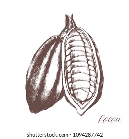 Hand drawn cocoa pods with beans on a tree. Vector illustration of healthy vegetarian superfood.