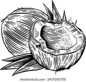 Hand drawn Coconut Fruit Sketch Illustration