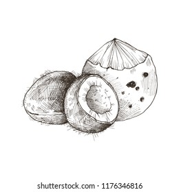 Hand drawn coconut isolated on white background. Tropical fruit sketch vector illustration.
