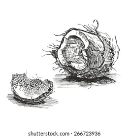 Hand drawn coconut isolated on a white background