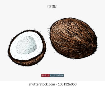 Hand drawn coconut isolated. Template for your design works. Engraved style vector illustration.
