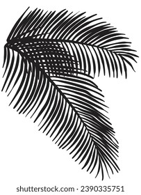 hand drawn Coconut Leaves vector illustration