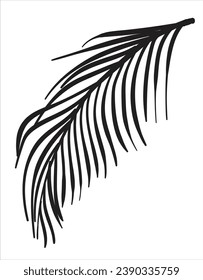 hand drawn Coconut Leaves vector illustration