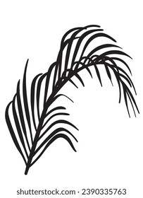 hand drawn Coconut Leaves vector illustration
