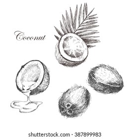 Hand drawn coconut set. Cocktail isolated on vintage background. Retro sketch style vector tropical food illustration.