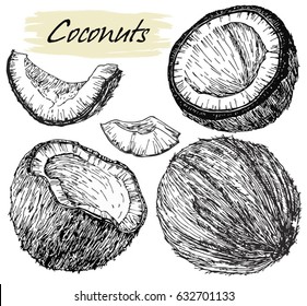 Hand drawn coconut set. Coconut isolated on white background. Sketch vector tropical food illustration.