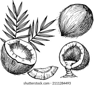 Hand drawn coconut set. Retro sketch style vector tropical food illustration.