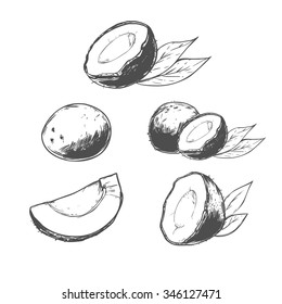 hand drawn coconut set, simple illustration, tropical food, for your design