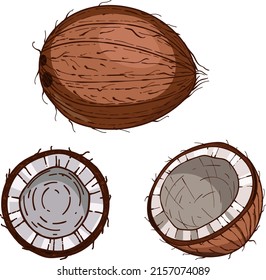 Hand drawn Coconut. sketch vector tropical food illustration. Coconut palm fruit isolated on a white background