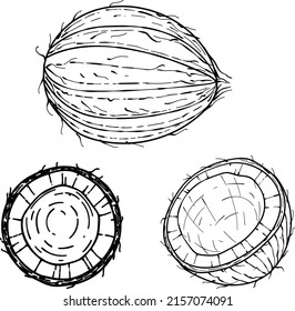 Coco dibujado a mano. boceto de la ilustración de alimentos tropicales vectoriales. La palmera de coco aislada en un fondo blanco