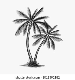 Hand drawn coconut tree vector isolated on white background