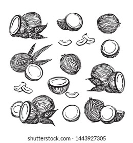 Hand drawn coconuts outline sketch set. Vector black ink drawing coco fruits. Graphic illustration, isolated on white background.