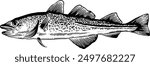 Hand drawn Cod Fish Seafood Sketch Illustration