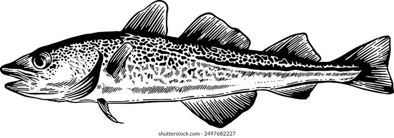 Handgezeichnete Kabeljau Fisch Meeresfrüchte Skizze Illustration