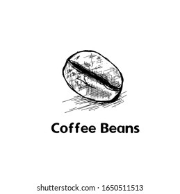 Hand drawn coffee bean by vector illustration. Fruits of a coffee tree in a section, coffee grains. Pencil drawn in vintage engraving style. Separately on a white background.