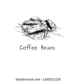 Hand drawn coffee bean by vector illustration. Fruits of a coffee tree in a section, coffee grains. Pencil drawn in vintage engraving style. Separately on a white background.