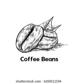 Hand drawn coffee bean by vector illustration. Fruits of a coffee tree in a section, coffee grains. Pencil drawn in vintage engraving style. Separately on a white background.