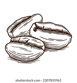 Hand Drawn Coffee Bean Illustration in Vintage Style