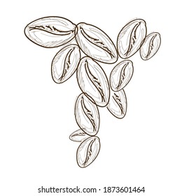 hand drawn coffee bean vector design