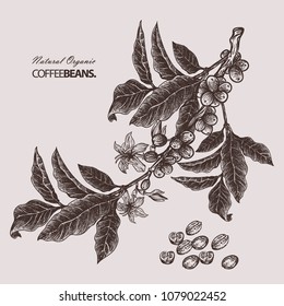 granos de café extraídos a mano