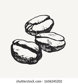 Hand Drawn Coffee Beans. Outline Illustration. Isolated Vector Drawing.
