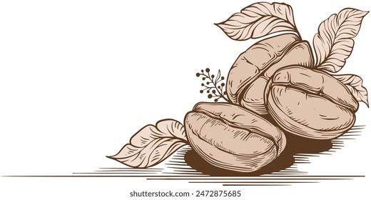 Hand drawn Coffee Beans Sketch Illustration