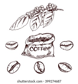 hand drawn coffee beans, sketch of coffee beans. vector drawing