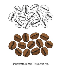 Hand drawn coffee beans. Vector illustration isolated on white background