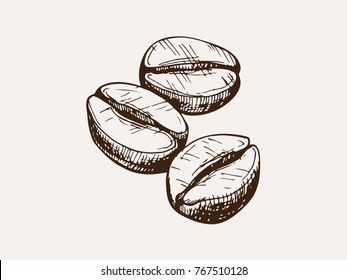 hand drawn coffee beans vector illustration