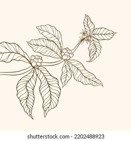 Rama de café dibujada a mano. Granos y hojas de café. ilustración de árbol. Vector de árbol de café. ilustración vectorial de la rama de café. ramificación con hojas.