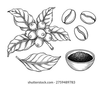 Hand drawn coffee branch with beans and ground coffee white background plant leaf