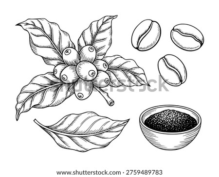 Hand drawn coffee branch with beans and ground coffee white background plant leaf
