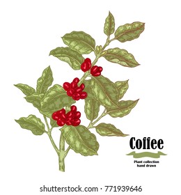 Hand drawn coffee branch with berries and leaves isolated on white background. Vector illustration.