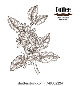 Hand drawn coffee branch with flowers and leaves isolated on white background. Vector illustration engraved.