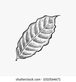 hand drawn coffee leaf vector isolated on white background