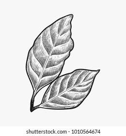 hand drawn coffee leaf vector isolated on white background
