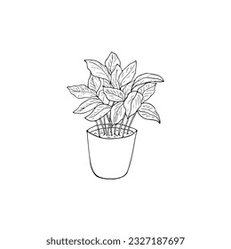 Hand drawn coffee plant in a pot. Sketch of coffee plant vector illustration isolated on white background. 